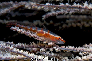 Whip goby
Shot taken with Canon 60D, 60mm macro lens
 by Iyad Suleyman 
